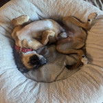 Un Mountain Cur allongé sur le dos dans un panier et portant un collier autour du cou  