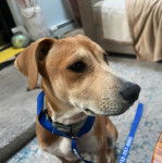 Un Mountain Cur assis sur une moquette et portant un collier autour du cou
