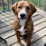 Un Mountain Cur assis sur un plancher et regardant vers la caméra
