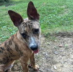 Un Mountain Cur assis sur un terrain herbeux et tirant la langue 
