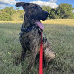 Un Mountain Cur ayant la langue pendante et qui est tenu en laisse 