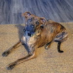 Un Mountain Cur allongé sur un tapis et portant un collier autour du cou