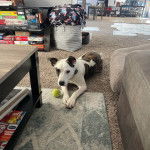 Un Mountain Cur allongé sur une moquette et portant un collier autour du cou