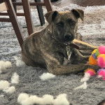 Un Mountain Cur regardant vers la caméra et portant un collier autour du cou