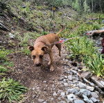 Un Mountain Cur sur un chemin rocailleux et qui est tenu en laisse 