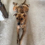 Un Mountain Cur allongé sur une moquette et portant un collier autour du cou