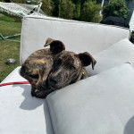 Un Mountain Cur allongé sur un canapé et qui est tenu en laisse 