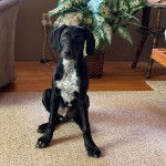 Un Mountain Cur assis sur une moquette et semblant détendu 