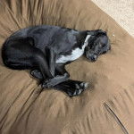 Un Mountain Cur allongé sur un lit et semblant détendu