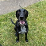 Un Mountain Cur assis sur une surface gazonnée et portant un collier autour du cou