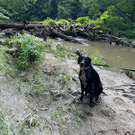 Un Mountain Cur assis sur une surface sableuse et portant un collier autour du cou
