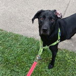 Un Mountain Cur regardant vers la caméra et qui est tenu en laisse