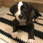 Un chiot Mountain Cur allongé sur un tapis et portant un collier autour du cou