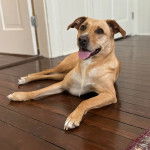 Un Mountain Cur allongé sur un plancher et tirant la langue 