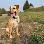 Un Mountain Cur tirant la langue et portant un collier autour du cou 