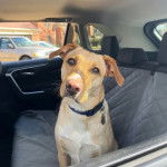 Un Mountain Cur assis sur le siège d'une voiture et portant un collier autour du cou