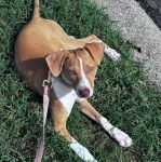 Un Mountain Cur allongé regardant vers la caméra et qui est tenu en laisse