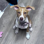 Un Mountain Cur assis sur un plancher et portant un collier autour du cou