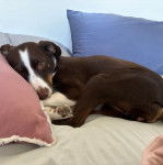 Un Mountain Cur allongé sur un canapé et regardant vers la caméra 