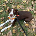 Un Mountain Cur allongé sur un terrain herbeux et qui est tenu en laisse 