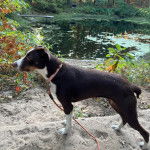 Un Mountain Cur sur une surface sableuse et qui est tenu en laisse 