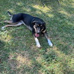 Un Mountain Cur allongé sur une surface herbacée et tirant la langue 