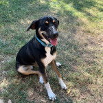 Un Mountain Cur assis sur un terrain herbeux et portant un collier autour du cou