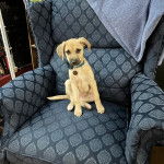 Un chiot Mountain Cur sur un fauteil et portant un collier autour du cou