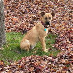 Un Mountain Cur regardant vers la caméra et portant un collier autour du cou