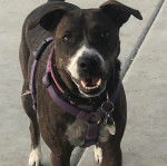 Un Mountain Cur sur une surface bétonnée et portant un harnais 