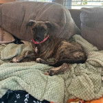 Un Mountain Cur allongé sur un canapé et portant un collier autour du cou