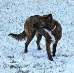 Un Mountain Cur sur une surface enneigée et portant un collier autour du cou