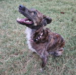Un Mountain Cur sur un terrain herbeux et portant un collier autour du cou