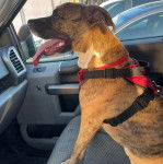 Un Mountain Cur assis sur le siège d'une voiture et portant un harnais 