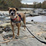 Un Mountain Cur sur une berge et qui est tenu en laisse 