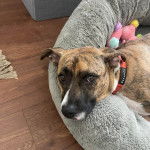 Un Mountain Cur allongé dans un panier et portant un collier autour du cou