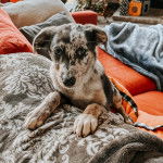 Un Mountain Cur allongé sur un canapé et regardant vers la caméra