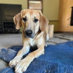 Un Mountain Cur allongé et regardant vers la caméra 