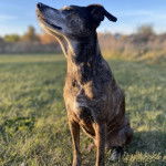 Un Mountain Cur assis sur une surface hebacée et semblant détendu 