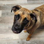 Un Mountain Cur assis sur un plancher et portant un collier autour du cou
