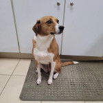 Un Mountain Cur assis sur un tapis et semblant détendu 