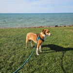 Un Mountain Cur sur une surface herbacée et qui est tenu en laisse 