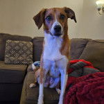 Un Mountain Cur assis sur un canapé et semblant détendu 