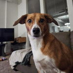 Un Mountain Cur sur un canapé 