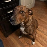 Un Mountain Cur assis sur un plancher et semblant détendu 