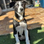 Un Mountain Cur assis sur du gazon synthétique et portant un collier autour du cou 