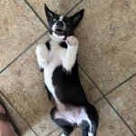 Un Mountain Cur allongé sur le dos sur un sol carrelé