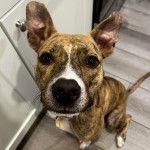 Un Mountain Cur assis sur un plancher et portant un collier autour du cou
