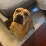 Un Mountain Cur assis sur une moquette et regardant vers le haut 