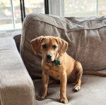 Un chiot Mountain Cur assis sur un canapé et portant un collier autour du cou